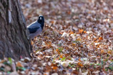 karga kuru yapraklar üzerinde.