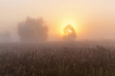 Ağaçların arasından günbatımı Parlatıcı
