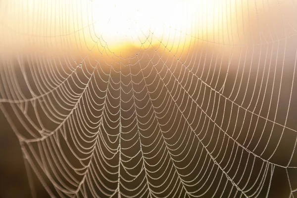 Spider web in the background of the sun. — Stock Photo, Image