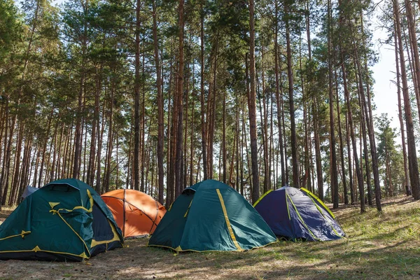 Vier Zelte Einem Nadelwald Zelte Nadelwald — Stockfoto