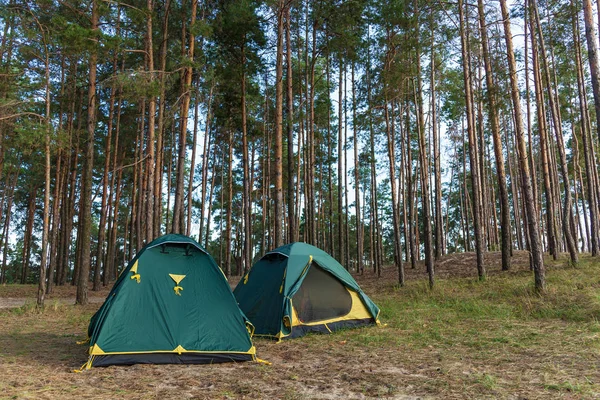 針葉樹林における つのテント 針葉樹林のテント — ストック写真