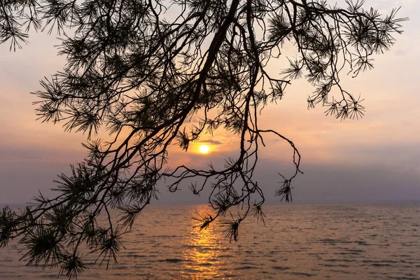 Το ηλιοβασίλεμα να λάμψει μέσα από τα δέντρα — Φωτογραφία Αρχείου