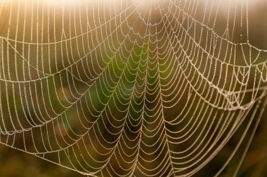 Güneş ve alan çimen, yakın çekim arka plan üzerinde örümcek ağı. Güneşin arka planda örümcek ağı..