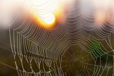 Güneşin arka planda örümcek ağı.