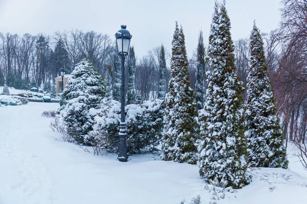 Pine trees are covered with snow near a street lamp. Pines in the snow.