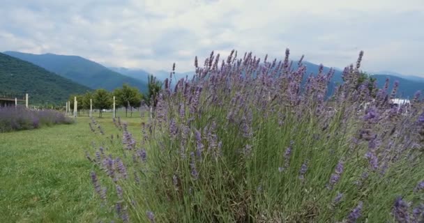 Lavanta Dağlar Gökyüzü Georgia Arka Planı Lavanta Dağları Arka Planı — Stok video
