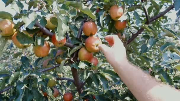 Ein Mädchen Reißt Maiglöckchen Den Wald Und Legt Einen Blumenstrauß — Stockvideo