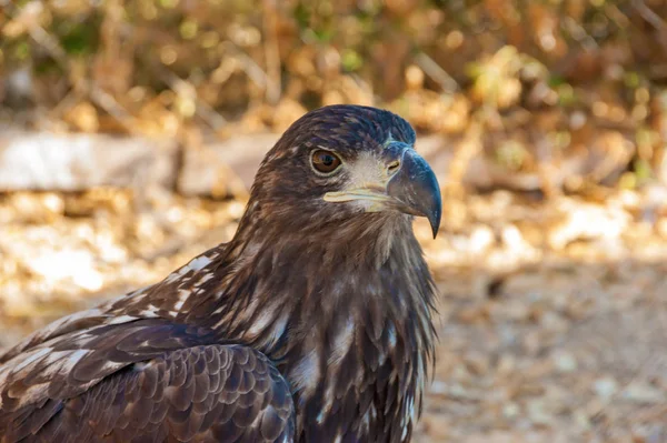 Head Falcon Bird Huge Beak Close Hawk Close — Stock Photo, Image