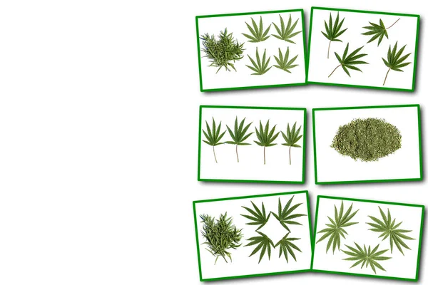 Collage sobre fondo blanco planta de cannabis — Foto de Stock