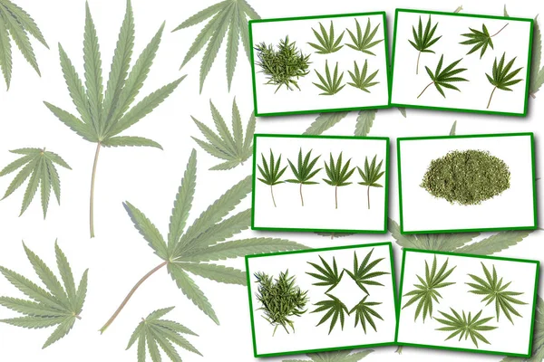 Collage cannabisplantan — Stockfoto