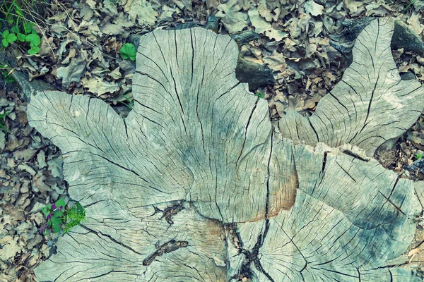 Stump Oak Fines Oak Beautiful Unusual Form Vintage Background Wooden — Stock Photo, Image