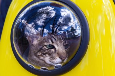 Bir kedi yolcusu için uzay sırt çantası. Bir yaz günü parkta bir kedi ile yürüme pencereden dışarı bakarak bir sarı sırt çantası içinde bir kedi yürüyor.