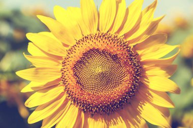 Retro tarzı veya vintage tasarım ve yaratıcılık için Ayçiçek yakın çekim. Ayçiçeği doku ve tasarımcılar için arka plan. Ayçiçeği çiçeklenme makro görünümü.