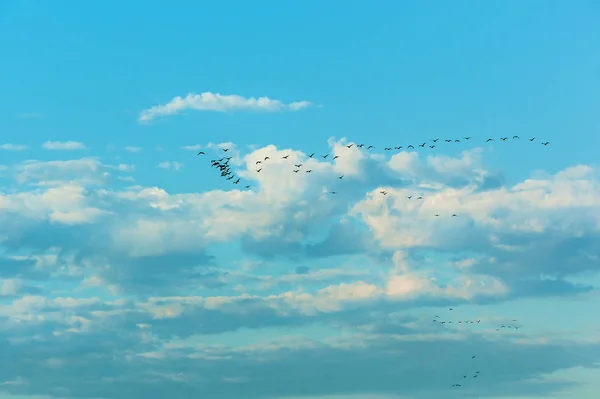 Uno Stormo Uccelli Che Volano Sud Nel Cielo Blu Gli — Foto Stock