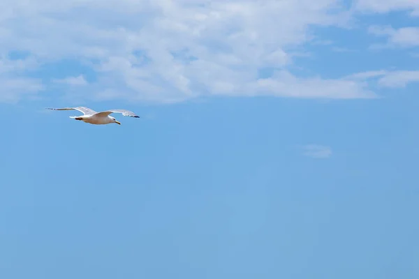 Den ensamma fågeln i luften mot blå molnig himmel — Stockfoto