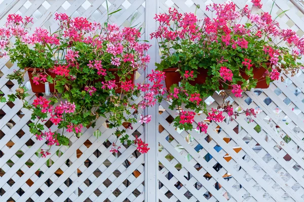 Ένας φράχτης διακοσμεί όμορφα λουλούδια — Φωτογραφία Αρχείου