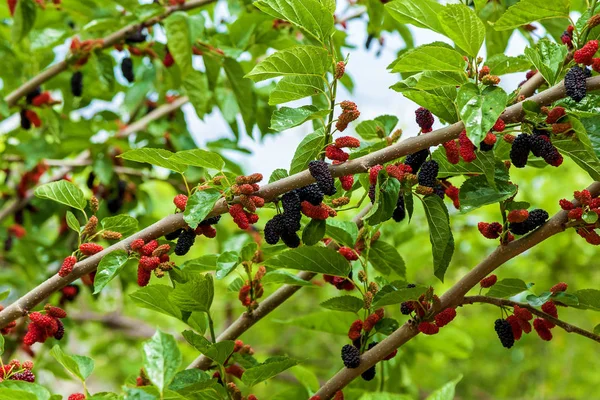 Close up view of mulberry branch — Stock Photo, Image