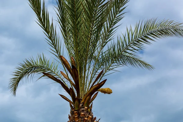 Top of a palm tree on the blue sky background — Stock Photo, Image