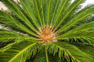 Cycas revoluta 'nın yakın görüntüsü, Malta