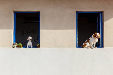 Köpekler pencereden bakar.
