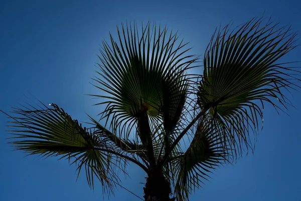 Spitze einer Palme auf dem blauen Himmel Hintergrund — Stockfoto
