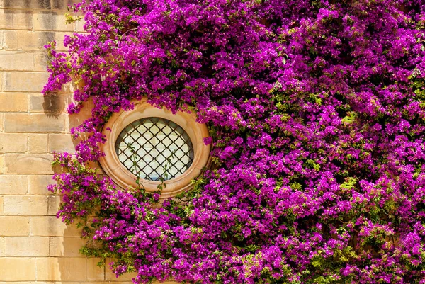 Le bougainvillier violet grimpe sur la façade du bâtiment — Photo