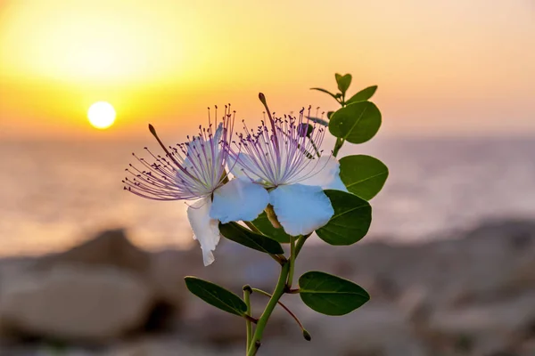 Flores con pétalos blancos sobre el hermoso fondo —  Fotos de Stock