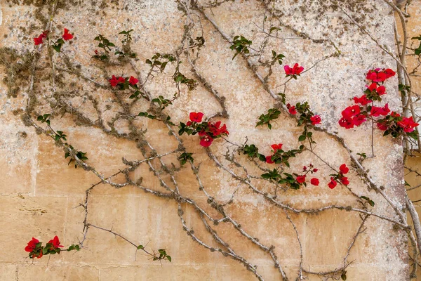 Le motif vintage sur le mur avec une plante grimpante et des fleurs — Photo