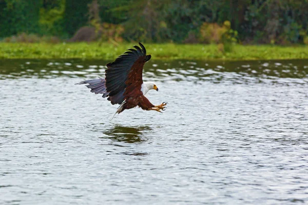 En örn försöker ta fisk ur vattnet. — Stockfoto