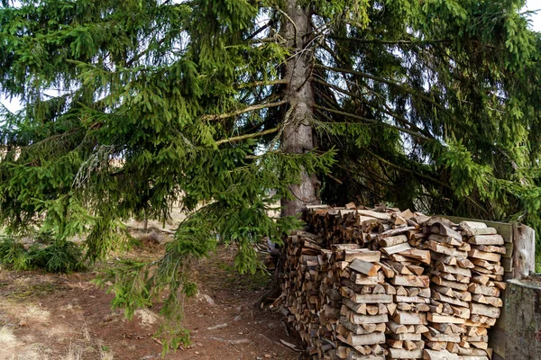 Many logs lying near a spruce — 图库照片