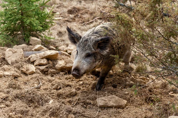 A wild boar walking through a plain — Stock Photo, Image