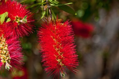 Dalın sonunda güzel kırmızı çiçekleri olan bir Callistemon 'un yakın görüntüsü..