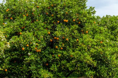 Güneşli bir yaz gününde diğer ağaçların arka planında bir sürü mandalinası olan büyük bir narenciye ağacı..