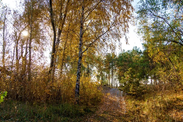 Widok Bliska Jesienne Drzewo Dużą Ilością Żółtych Liści Letni Dzień — Zdjęcie stockowe