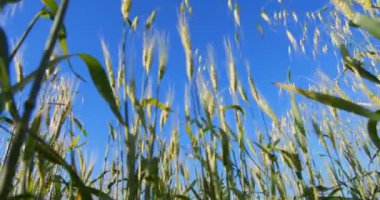 Yeşil buğday kulaklı tarla. Yaz güneşi ve mavi gökyüzü. Tarım arazisi üzerinde beyaz bulutlar. Genç yeşil buğday tarlası.