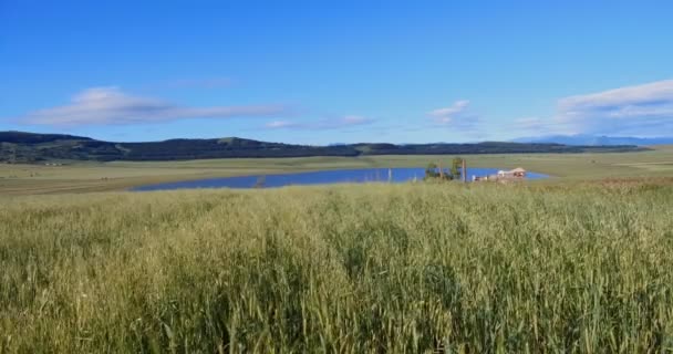 Campo Con Espigas Trigo Verde Sol Verano Cielo Azul Con — Vídeo de stock