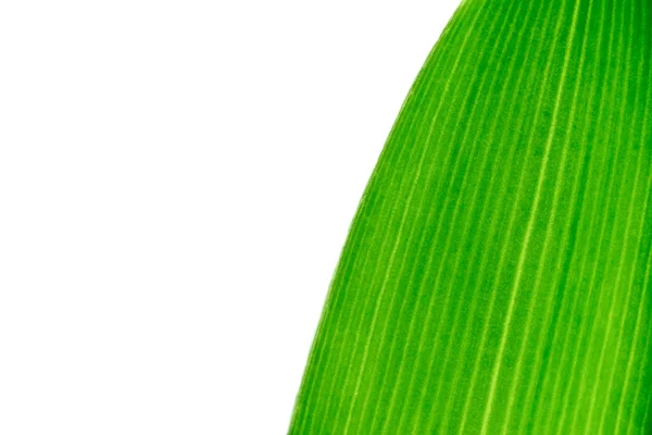 Tekstur daun tanaman hijau diisolasi pada latar belakang putih — Stok Foto