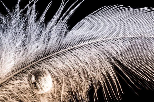 与梯度宏纹理孤立在黑色背景上的羽毛上的水珠 — 图库照片