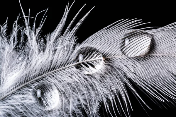 Капли воды на перьевой макротекстуре изолированы на черном фоне — стоковое фото