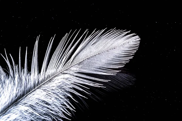 Gotas de agua en la textura macro pluma sobre fondo negro cielo nocturno con estrellas —  Fotos de Stock