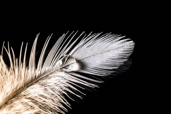 Drops of water on feather macro texture isolated on black background — Stock Photo, Image