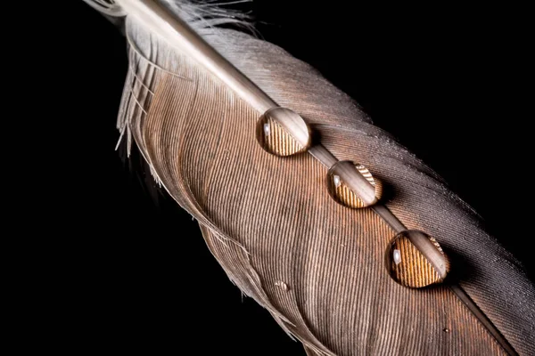 검은 배경에 고립 된 깃털 매크로 텍스처에 물의 하락 — 스톡 사진