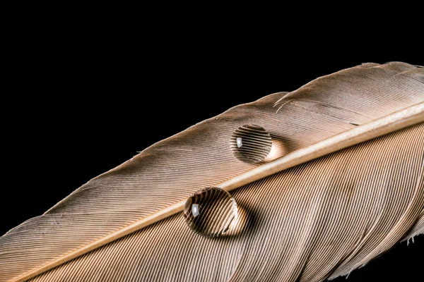 Gotas de agua sobre plumas macro textura aislada sobre fondo negro — Foto de Stock