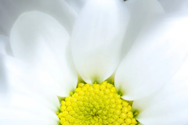 Flor crisântemo branco com núcleo amarelo close-up macro fundo textura. O núcleo amarelo de uma flor de crisântemo branca no sol fecha macro. Vista suave . — Fotografia de Stock