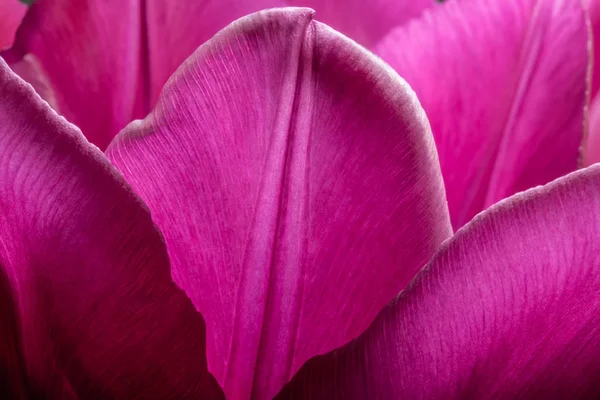 Purple tulips closeup macro. Petals of purple tulips close-up macro background texture. — Stock Photo, Image