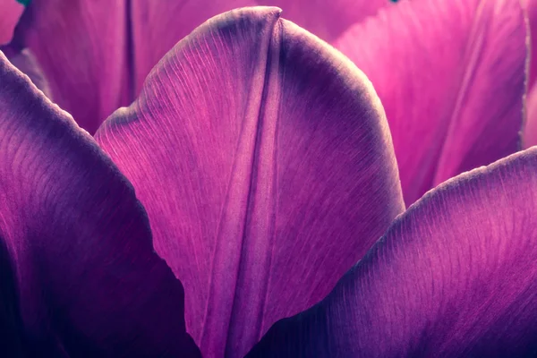 Purple tulips closeup macro. Petals of purple tulips close-up macro background texture. Old retro vintage style photo. — Stock Photo, Image