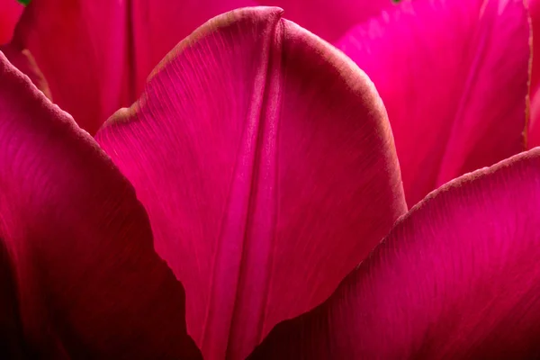 Purple tulips closeup macro. Petals of purple tulips close-up macro background texture. — Stock Photo, Image