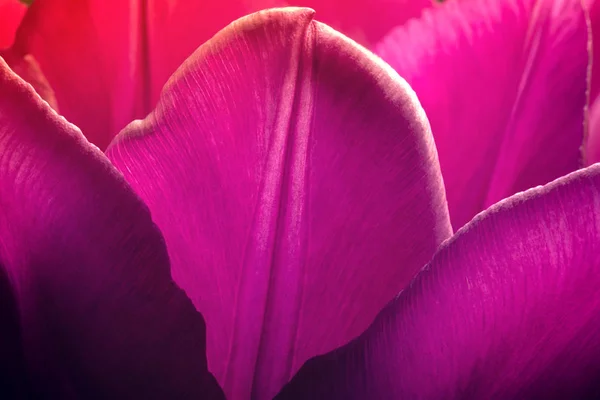 Tulipas roxas fechar macro. Pétalas de tulipas roxas close-up macro fundo textura . — Fotografia de Stock