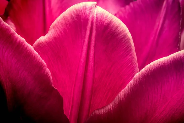 Purple tulips closeup macro. Petals of purple tulips close-up macro background texture. — Stock Photo, Image