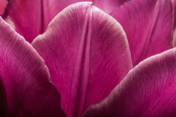 Purple tulips closeup macro. Petals of purple tulips close-up macro background texture. — Stock Photo, Image